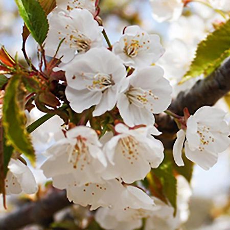 Aroma De Primavera En Casas Rurales Acebuche Casas del Monte Exteriér fotografie
