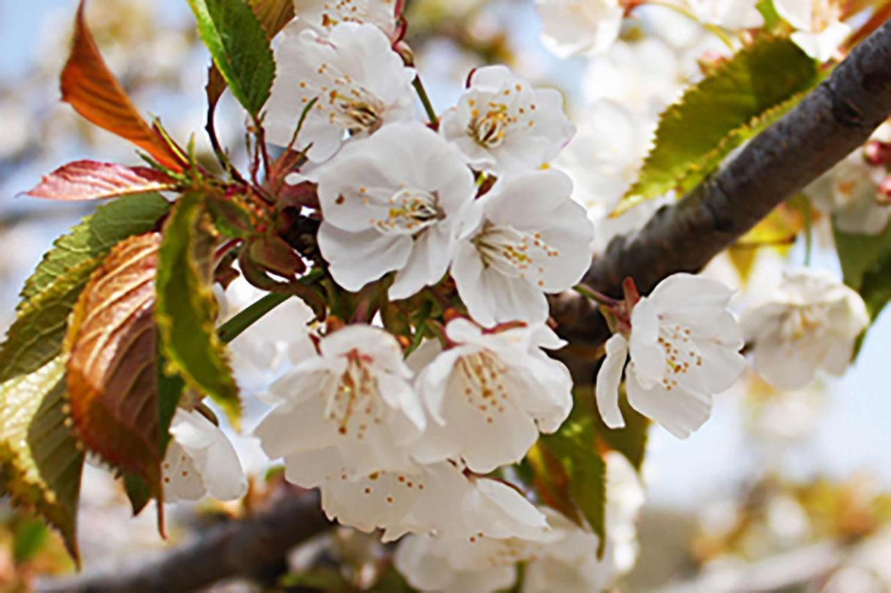 Aroma De Primavera En Casas Rurales Acebuche Casas del Monte Exteriér fotografie