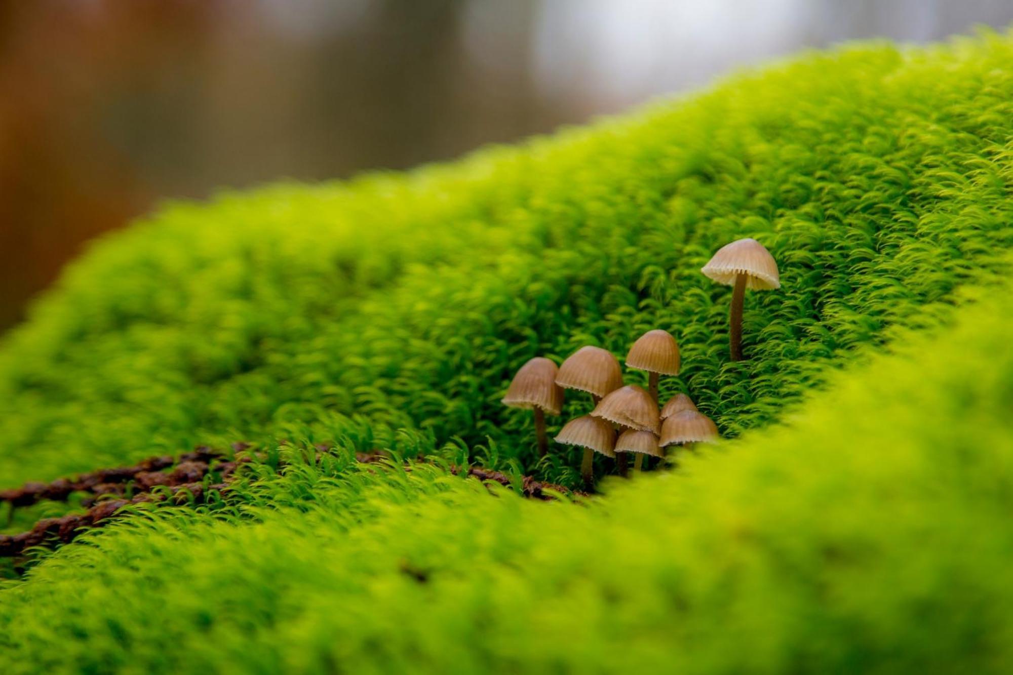 Aroma De Primavera En Casas Rurales Acebuche Casas del Monte Exteriér fotografie